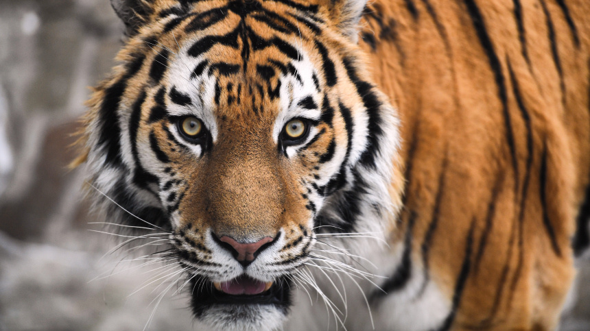    Фото: © РИА Новости/Светлана Шевченко