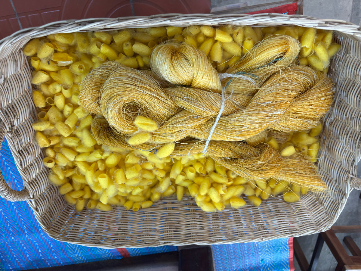 Жёлтые шелковичные коконы — именно из них начинается путь будущего шарфа.