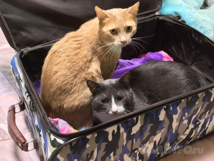    Фото:Екатерина Подпенко