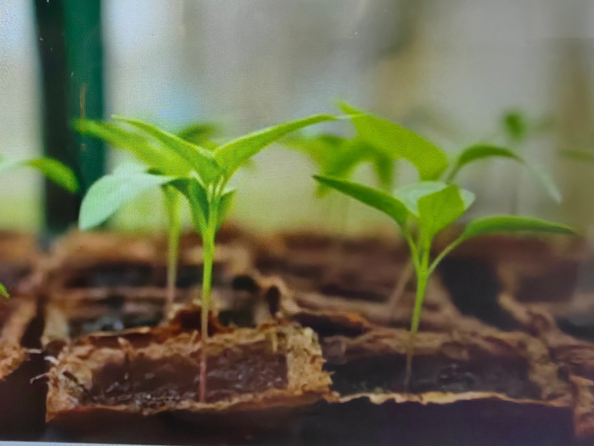 Рассада перца. Фото Натальи Мироновой