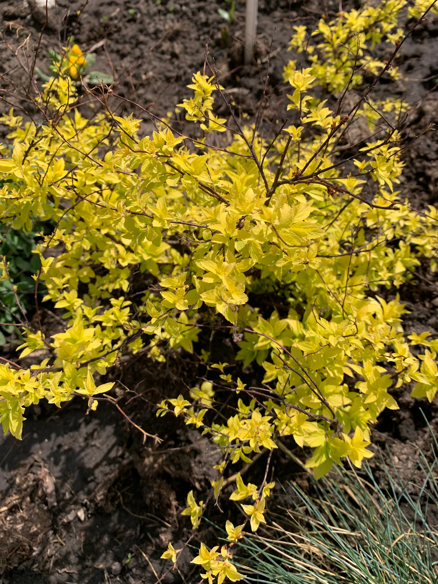 2 мая спирея уже нарядная