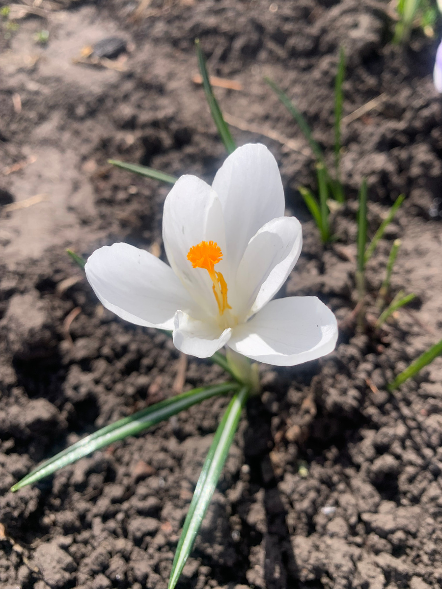 13.04.25 крокус