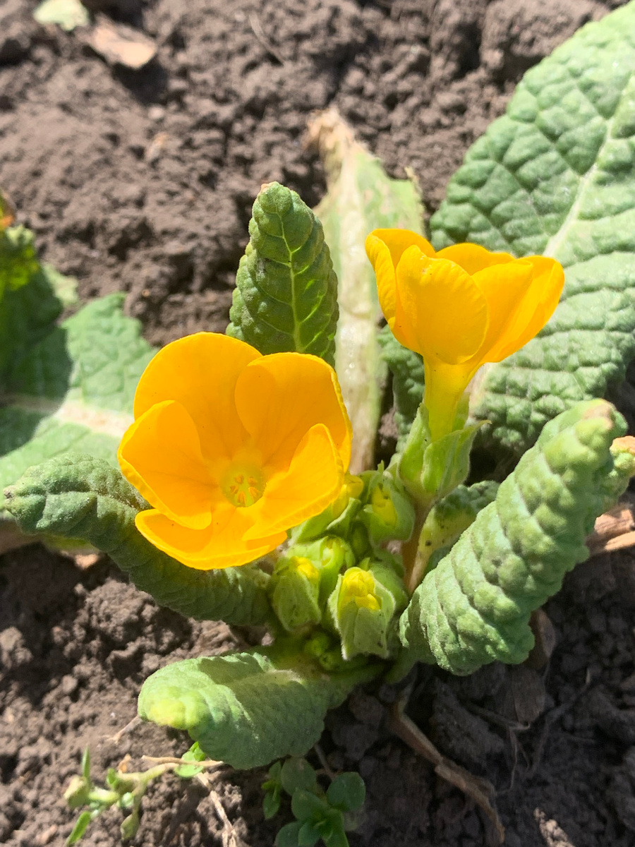 примула, все фото автора.