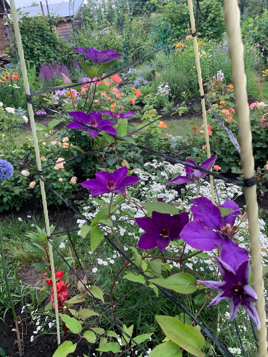 клематис Президент, все фото автора