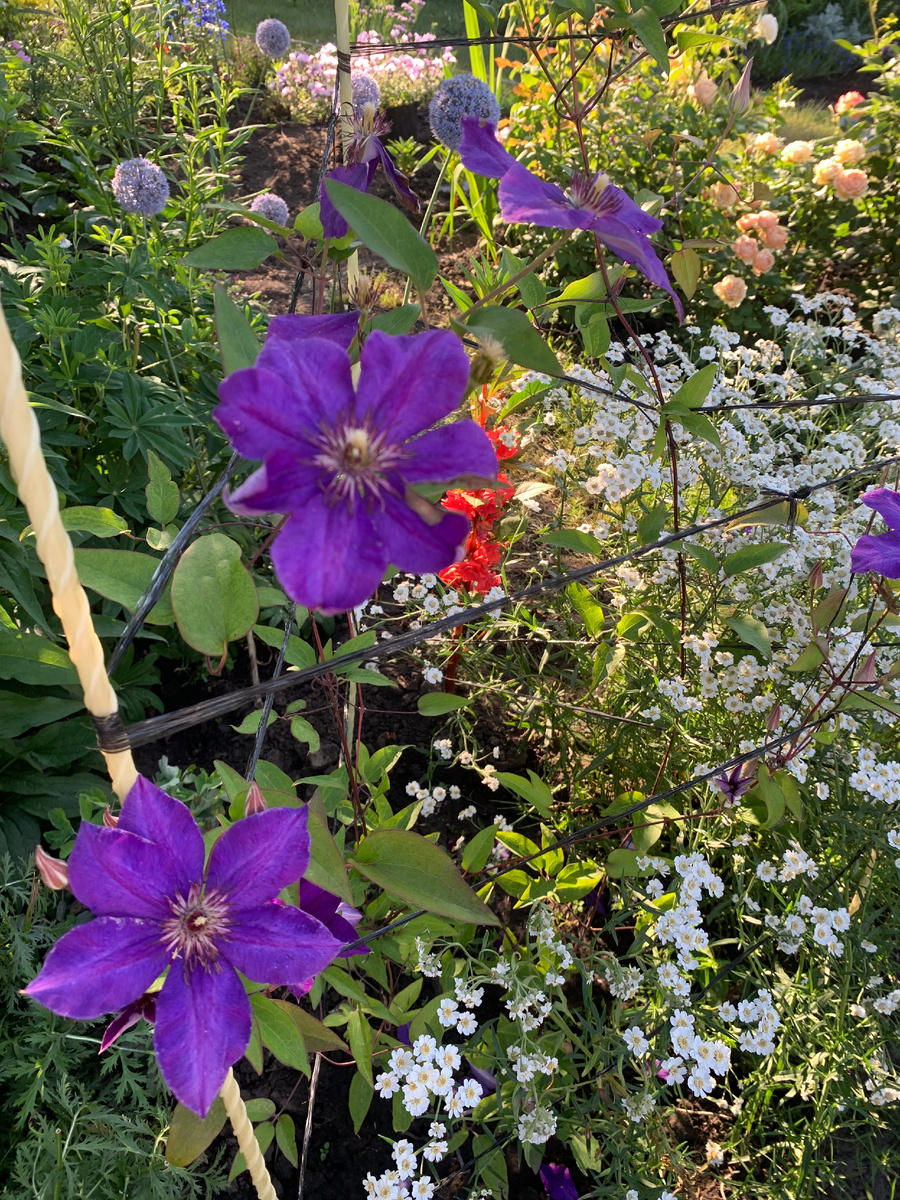 клематис Президент.