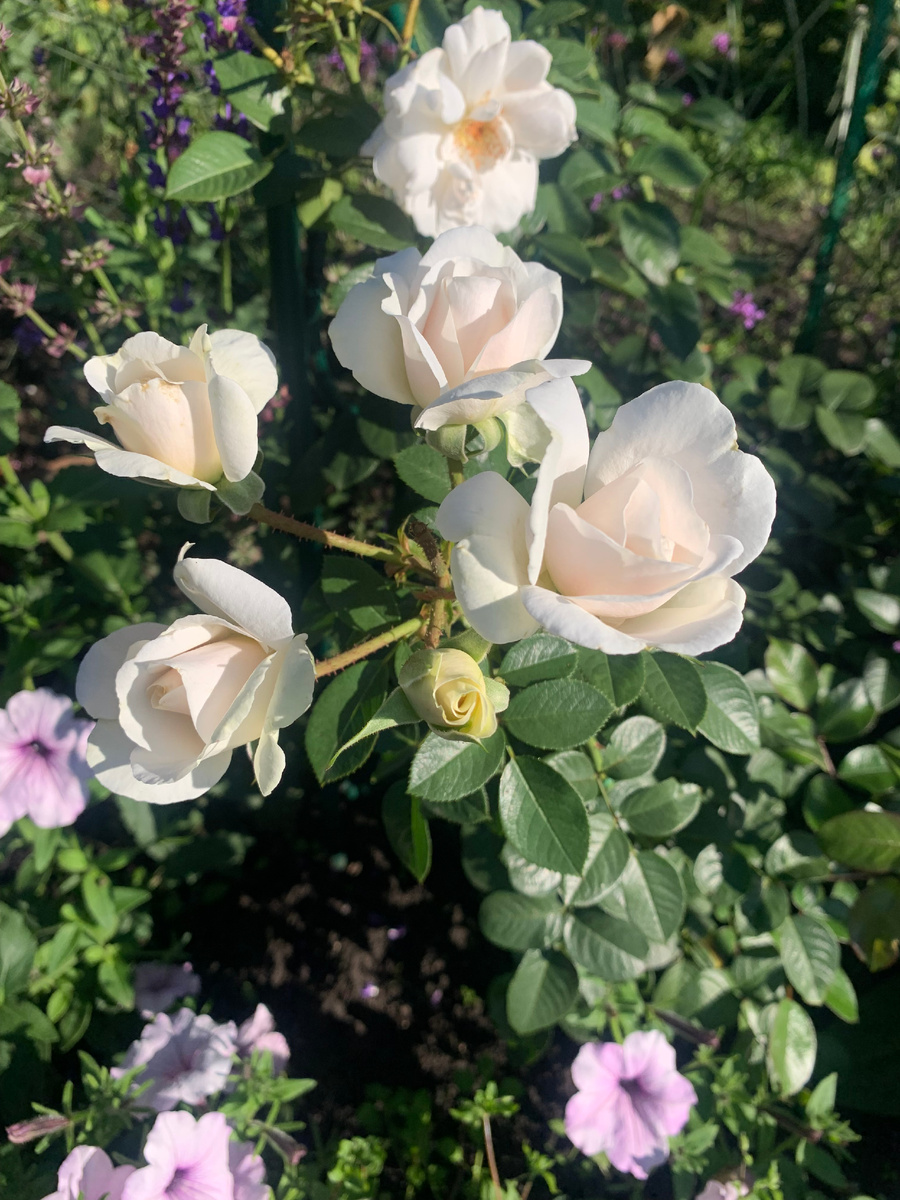 Роза Вайс Вольке