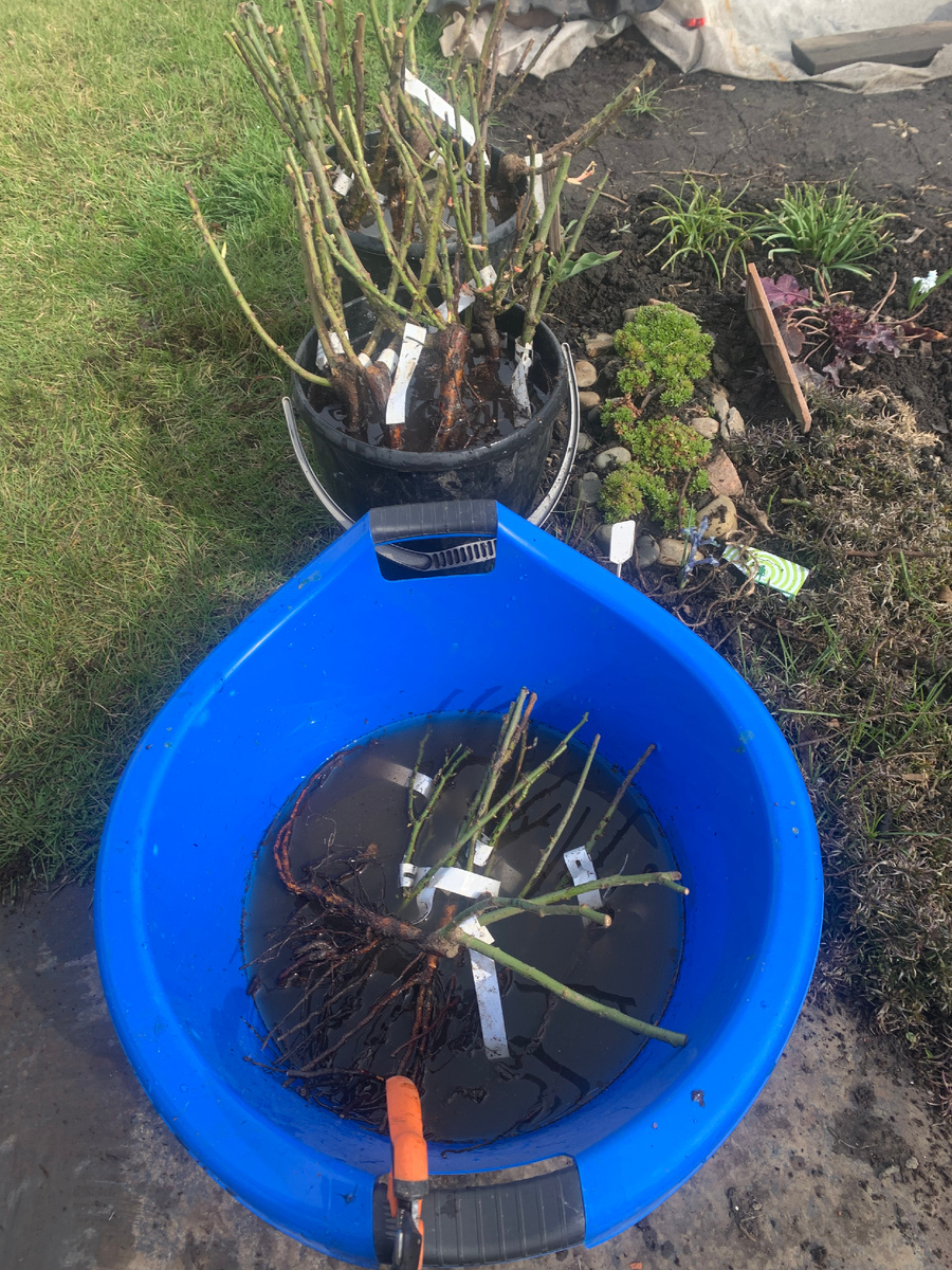 Саженцы 2025 года 