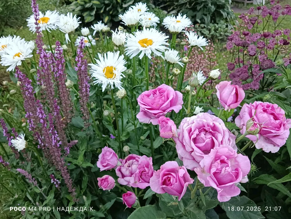 10. Кармен Вюрт, шалфей Аметист, нивяник Крейзи Дейзи, астранция, 