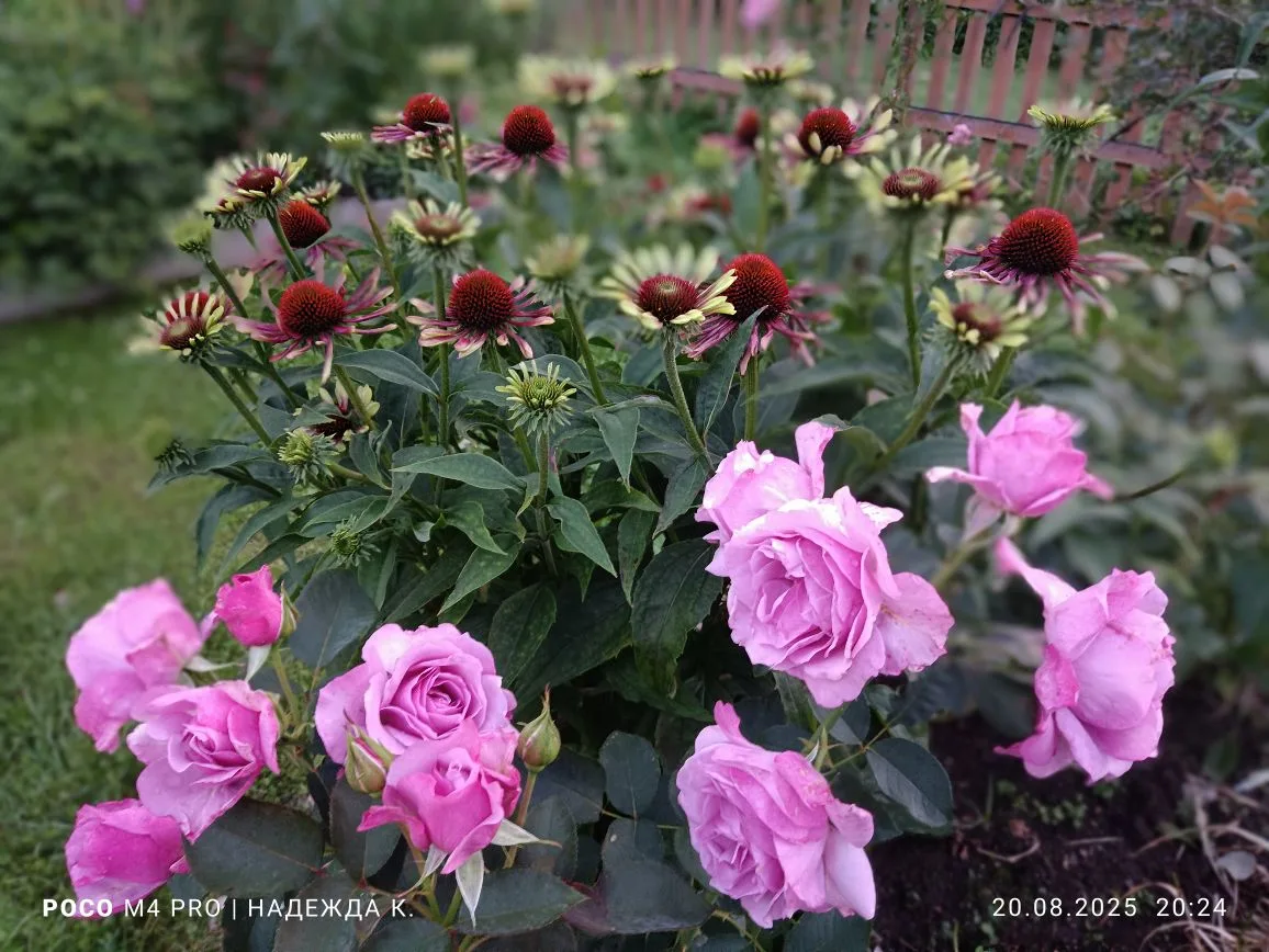 11. Лав Сонг с эхинацеей Грин Твистер, 