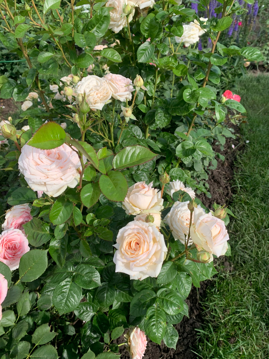 роза Мадам Анизет