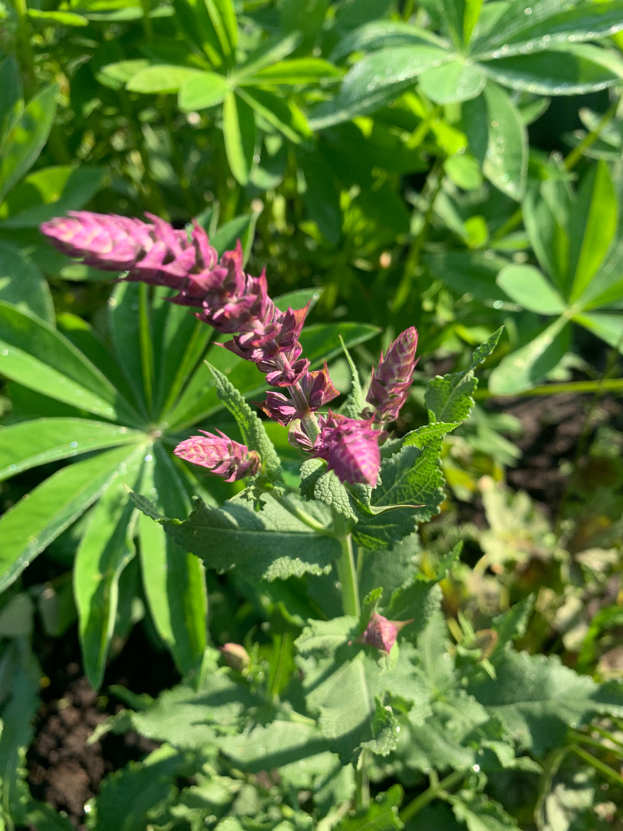 Шалфей, все фото автора.