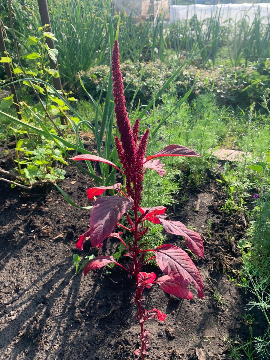амарант Вишневый бархат.