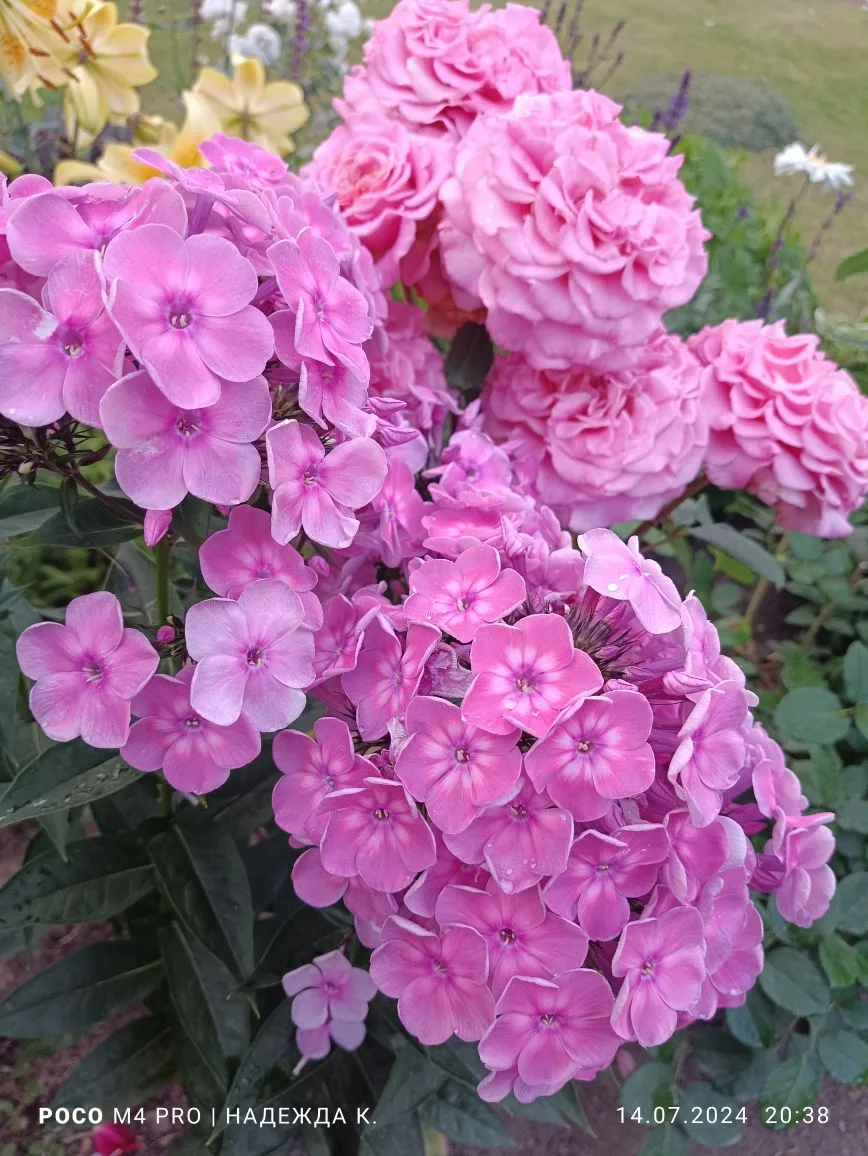 1. Роза Эшли с флоксом Рэйнбоу Дансер