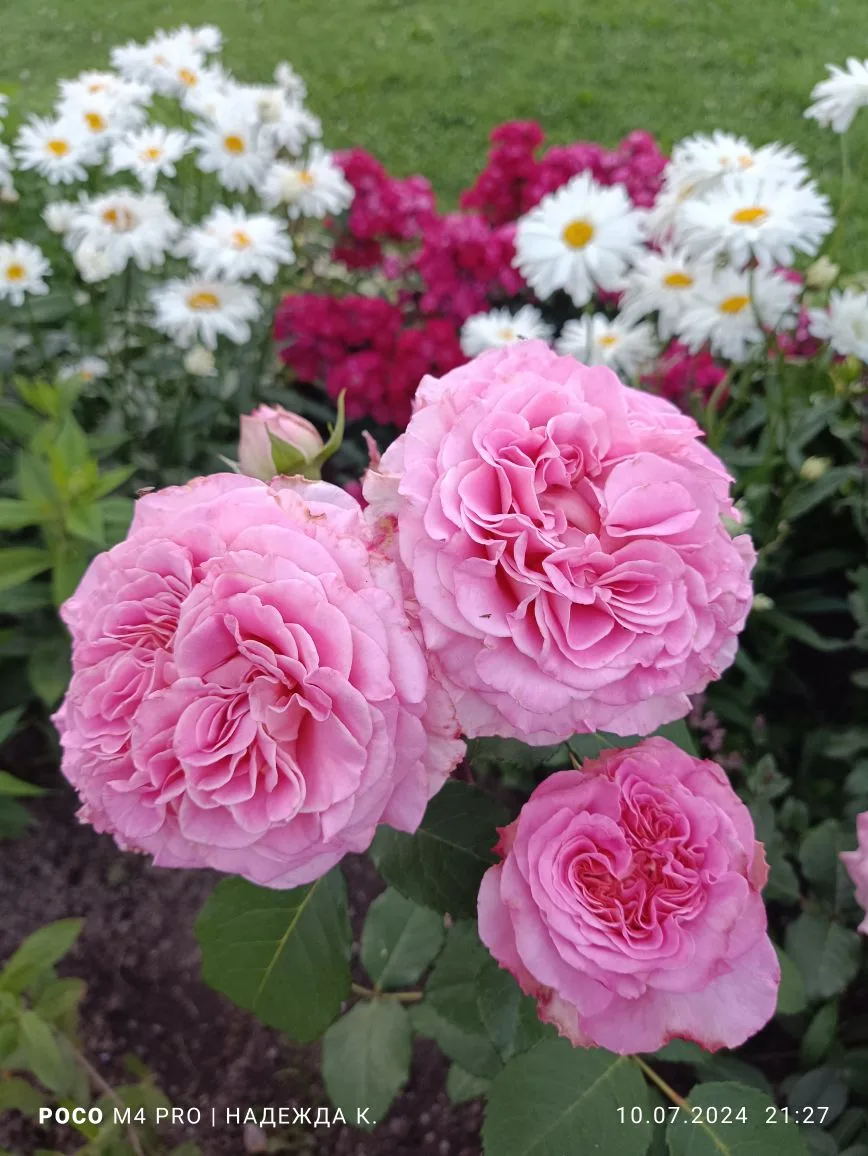 2. Роза Эшли на фоне ромашек и красного флокса