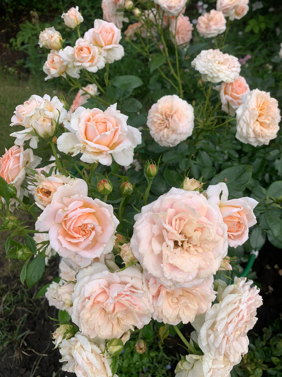 Роза Кремоза