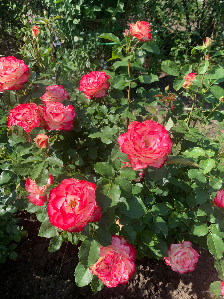 роха Юбилей принца Монако, все фото автора