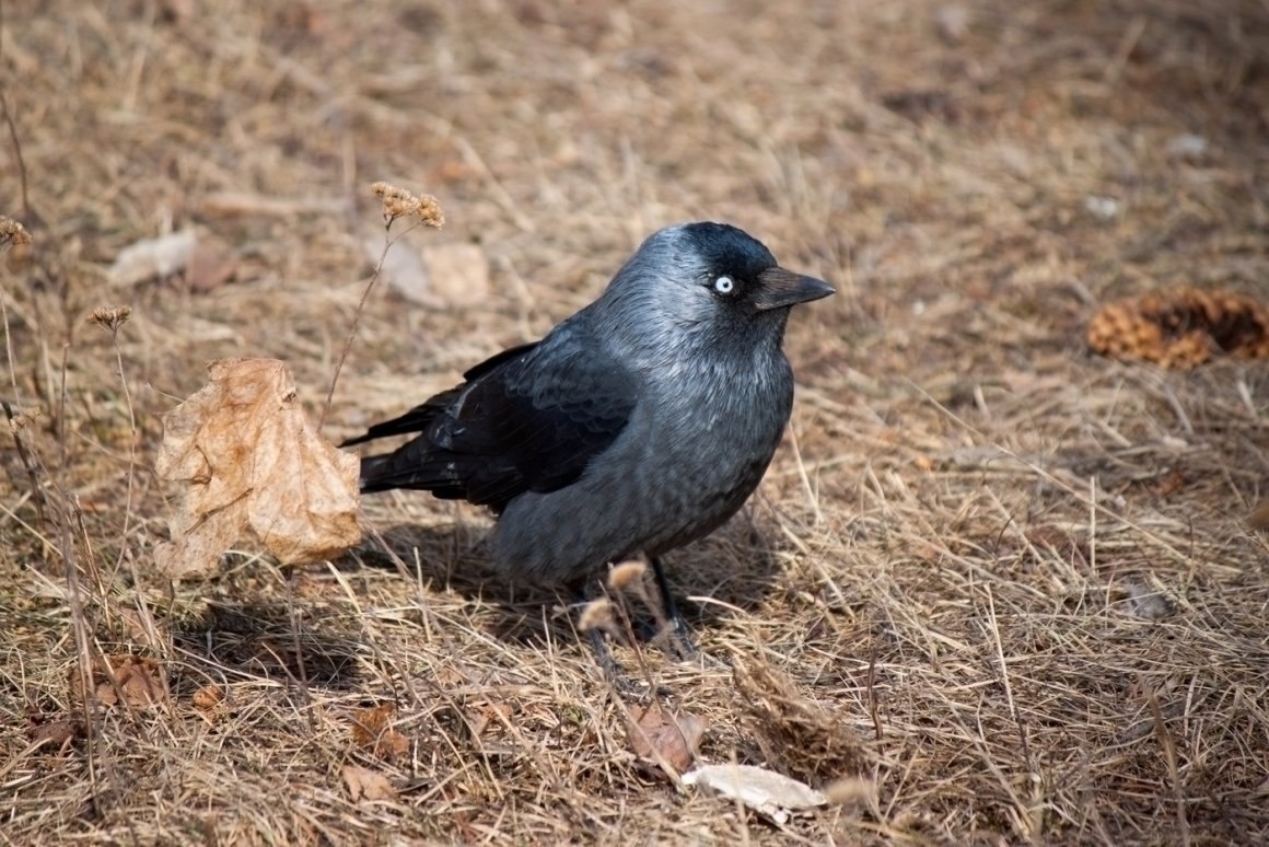 Галка. Фото: pofoto.club