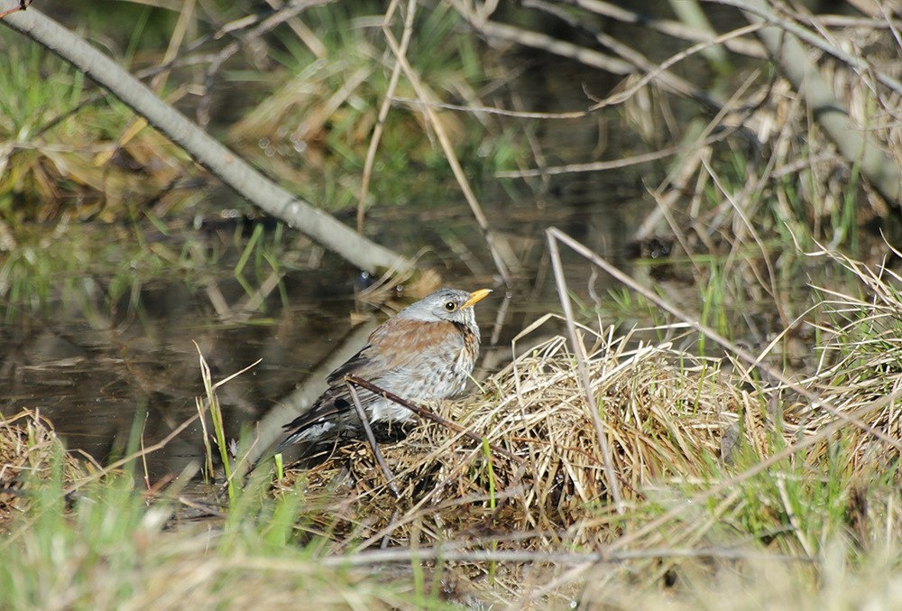 Дрозд-Рябинник.
