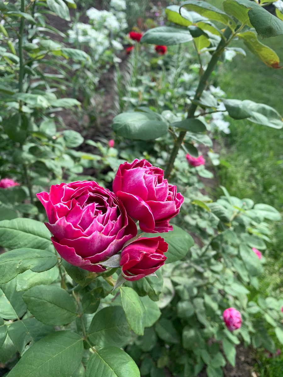 роза Барон де Жиро,фото автора