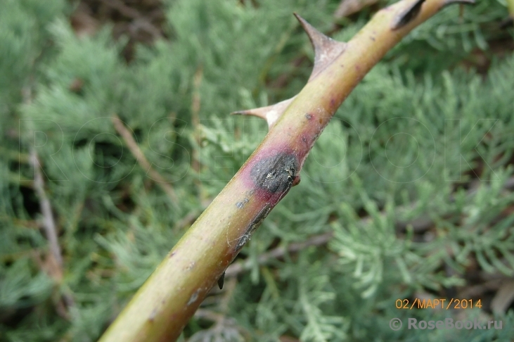 больной побег, фото из свободного источника