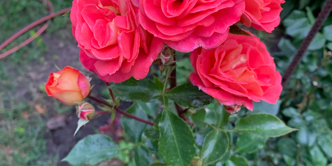 Ожог роз, вызванный инфекцией