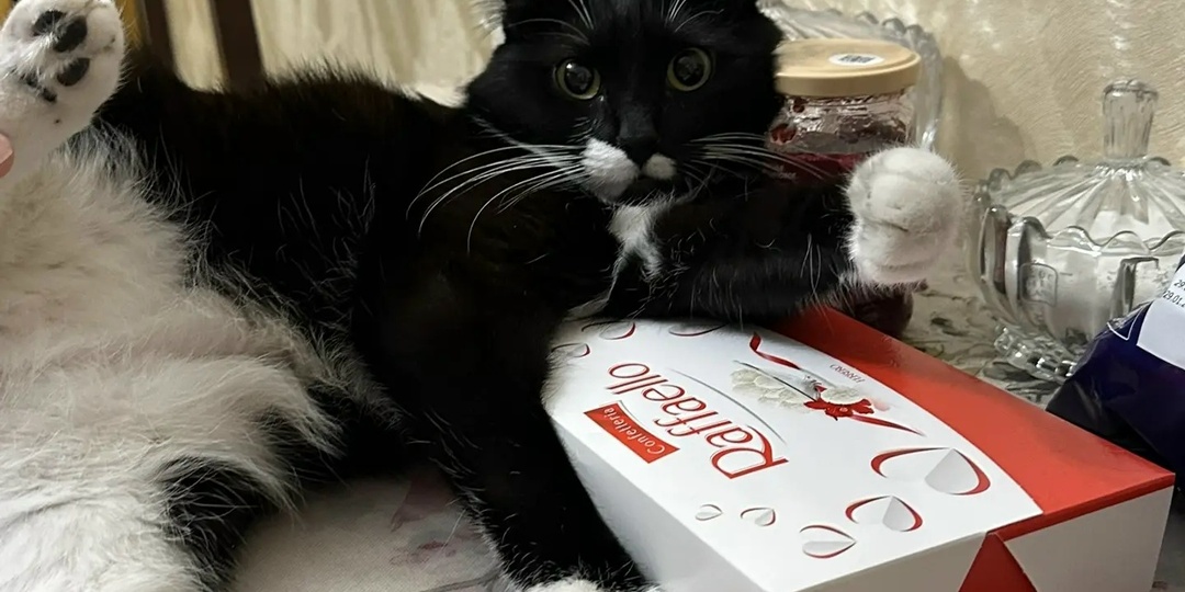 Кот-акробат и любимый "хулиган"! Узнаете в этом красавце нашего Абсента?