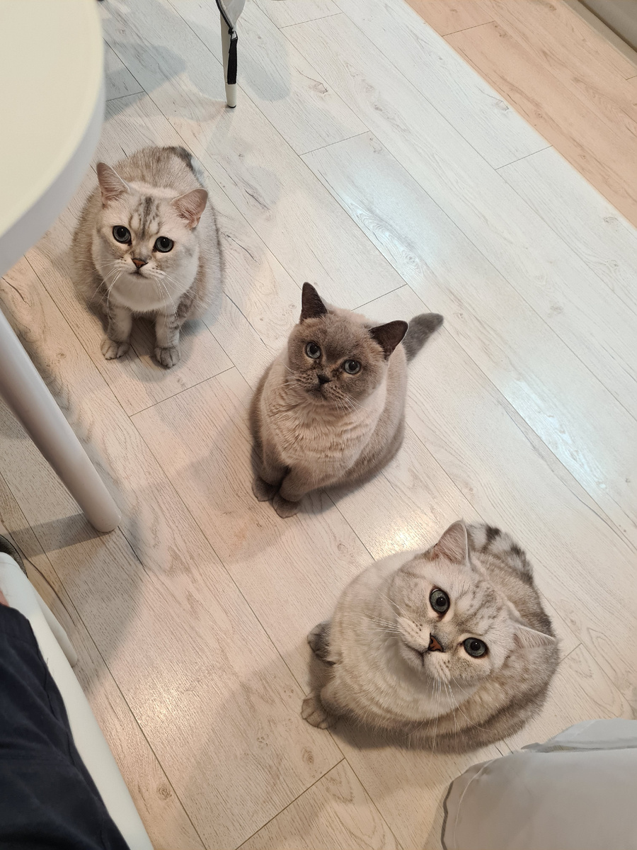 Британские кошки