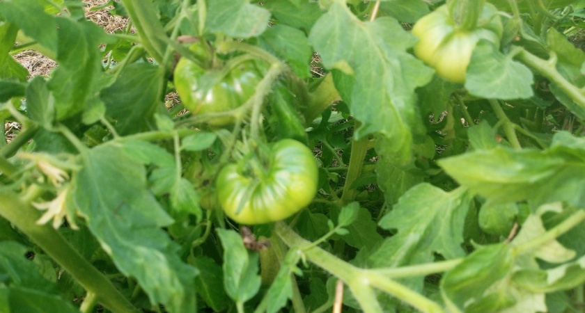    фото из архива редакции