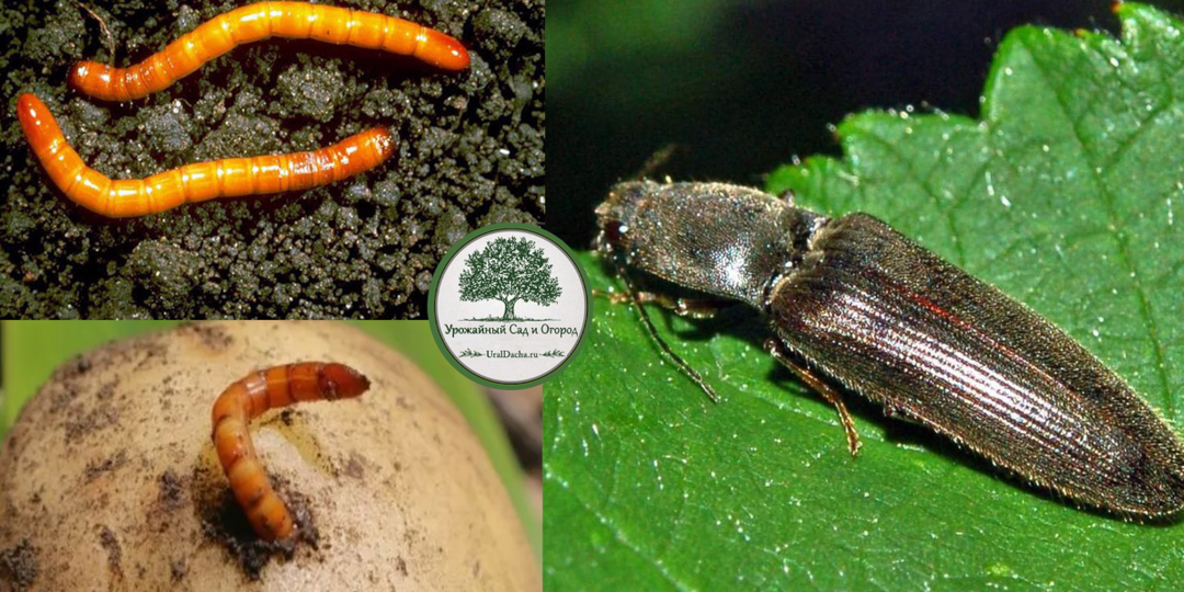 Три способа уничтожить проволочника