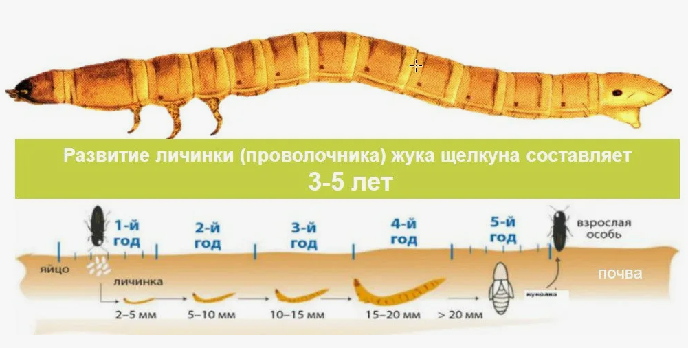 стадии развития проволочника