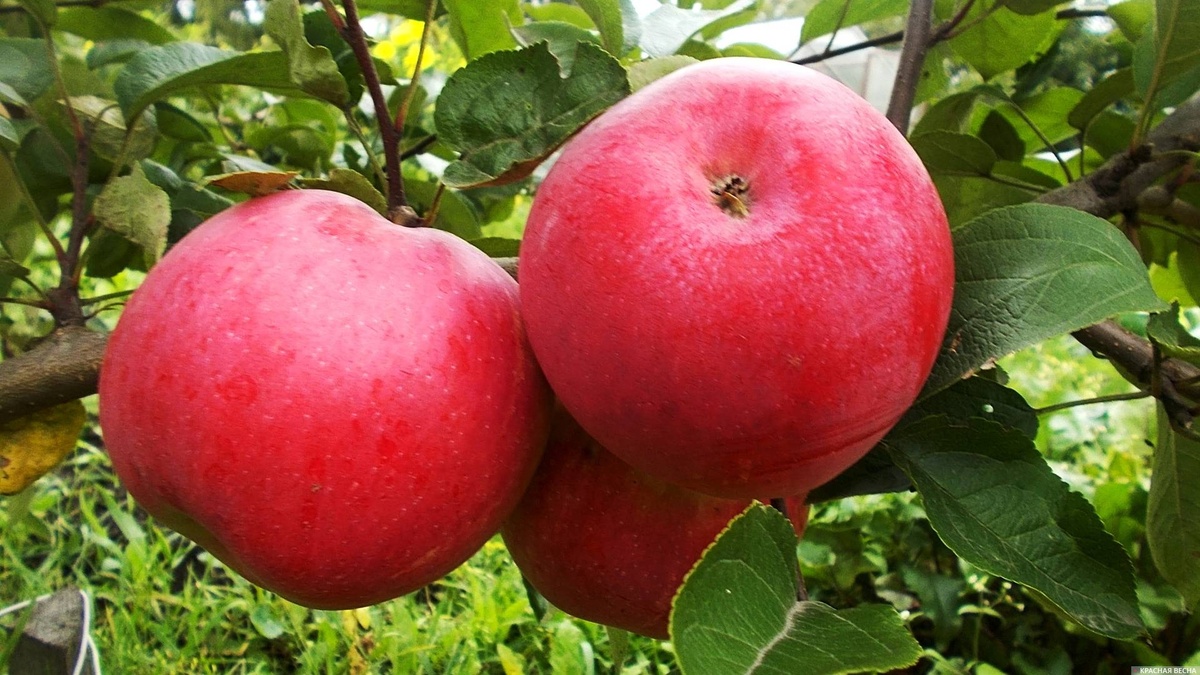     Яблоки   
Ольга Гусева © ИА Красная Весна