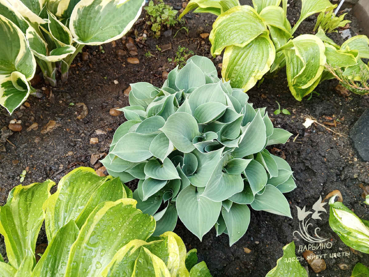 Хоста 'Blue Cadet'