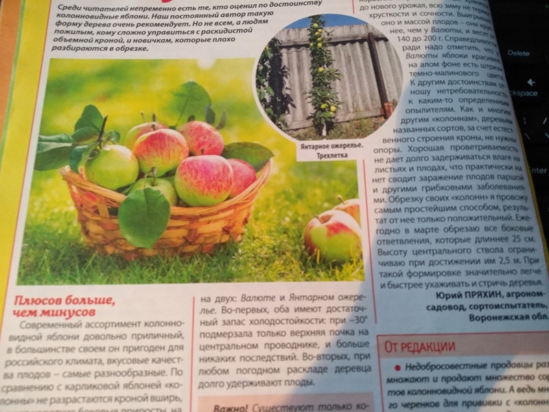 Статья в «Дачнике» об агротехнике колонновидных яблонь