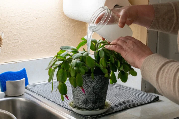 Декабриста польем