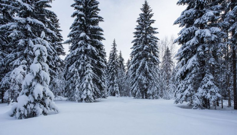 Индекс Мосбиржи растет, размещения облигаций, отчеты Сбера, Ростелекома, данные по инфляции и другие новости в обзоре главных событий недели