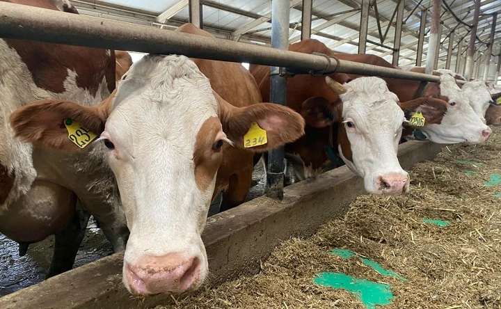 Закупочные цены на молоко в Ростовской области упали до критического уровня
