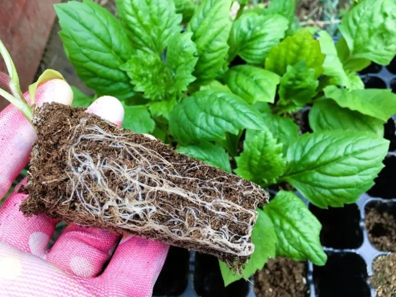 Я выращиваю астры в кассетах и в таком виде вывожу их на рынок на продажу. В отдельный стакан не переваливаю. Так получается дешевле для покупателя.