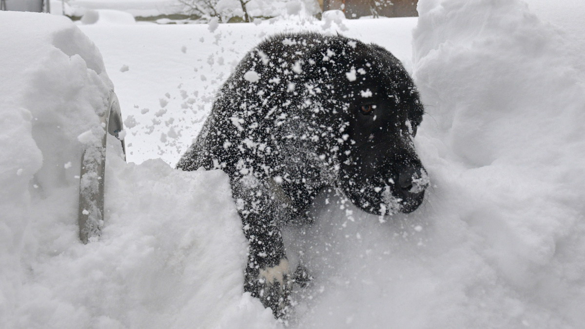   Собака в снегу зима злая бездомная ?? РИА
