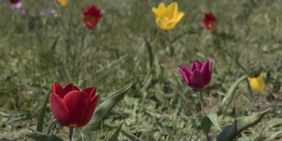    Фото: ТАСС/Максим Коротченко