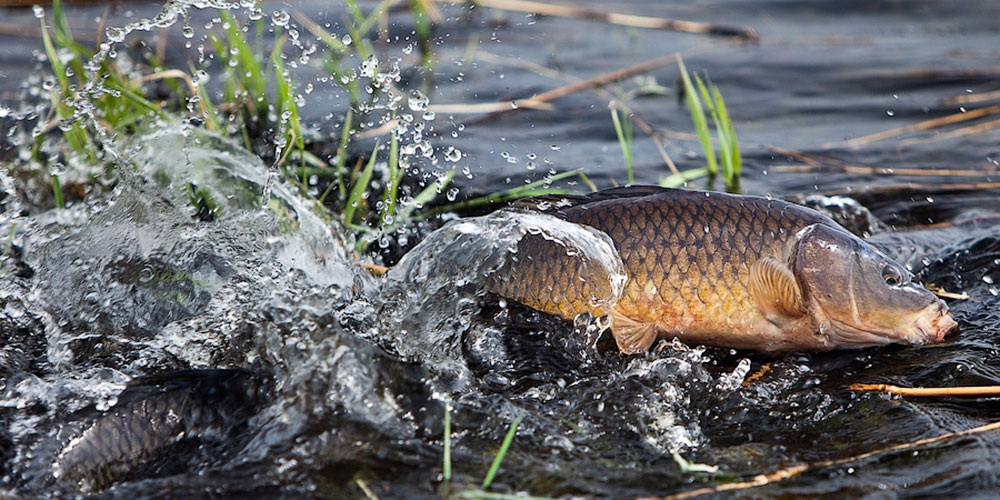 Нерест сазана. Яндекс картинки.