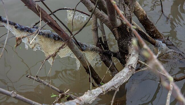 Обсохшая икра при падении уровня воды. Фото Яндекс картинки.