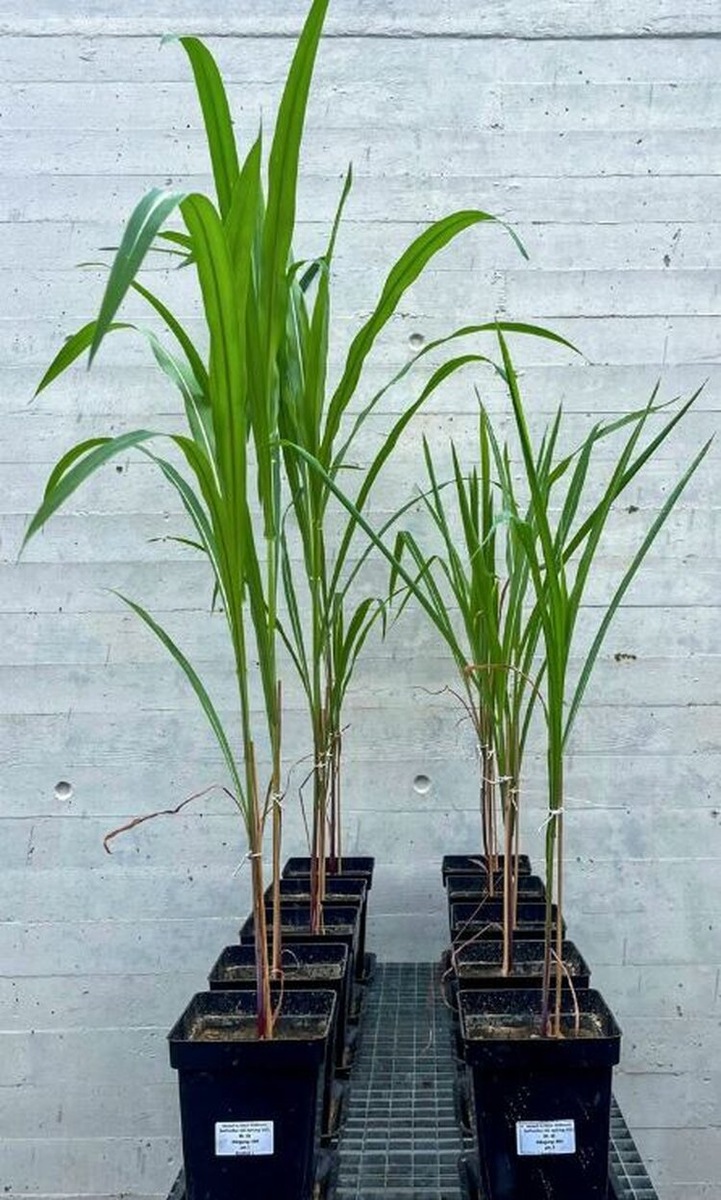 Внесение фосфорных удобрений с использованием только струвитсодержащих минералов показало очень хороший удобрительный эффект в неизвесткованной почве (слева), но не в известкованной почве (справа). Авто фото: доктор Ирис Воллманн.📷    Добыча фосфатов из сточных вод на удобрения стала обязательной в Швейцарии: плюсы струвитного компоста
