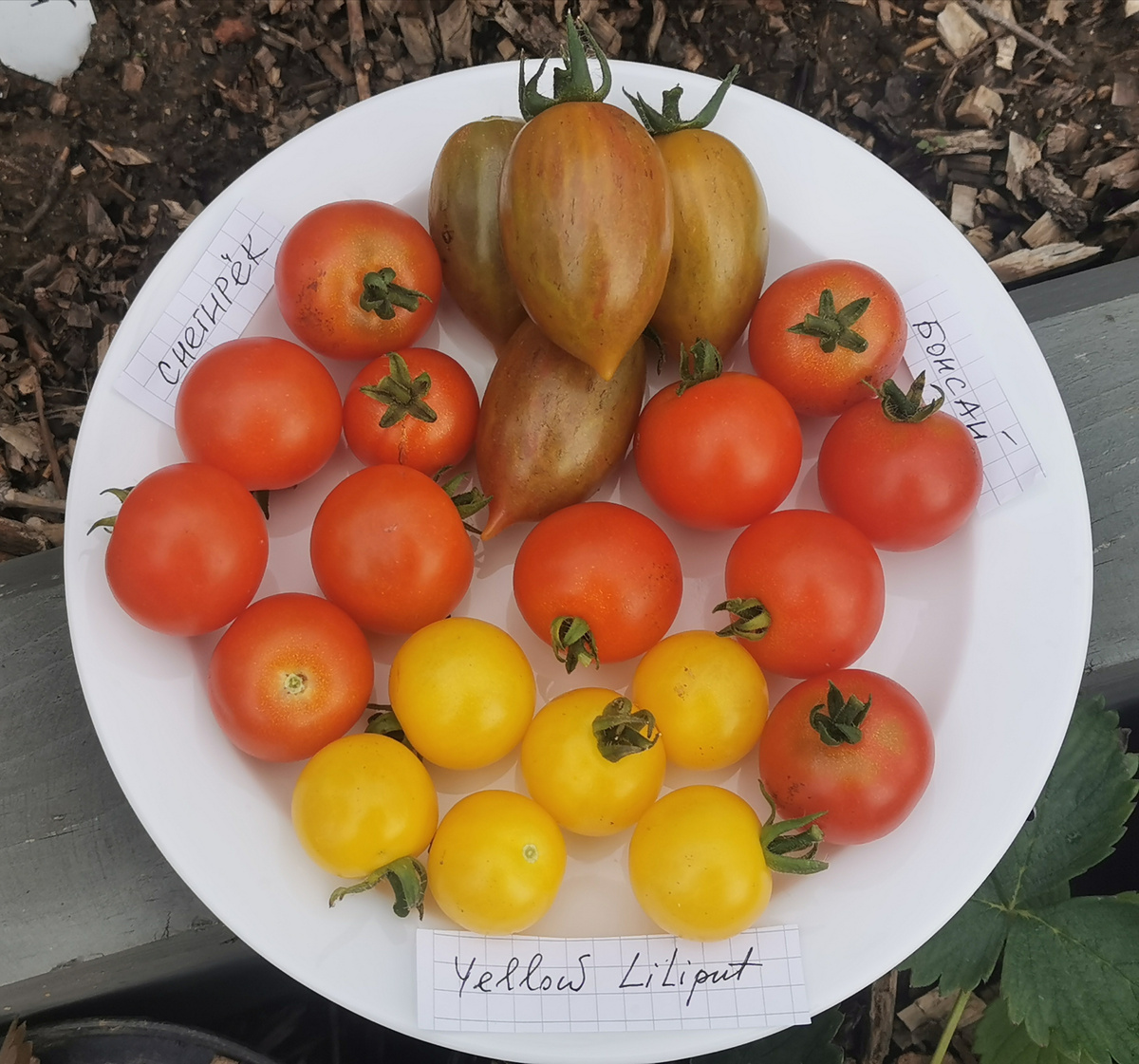 Мои помидорки 2025 года