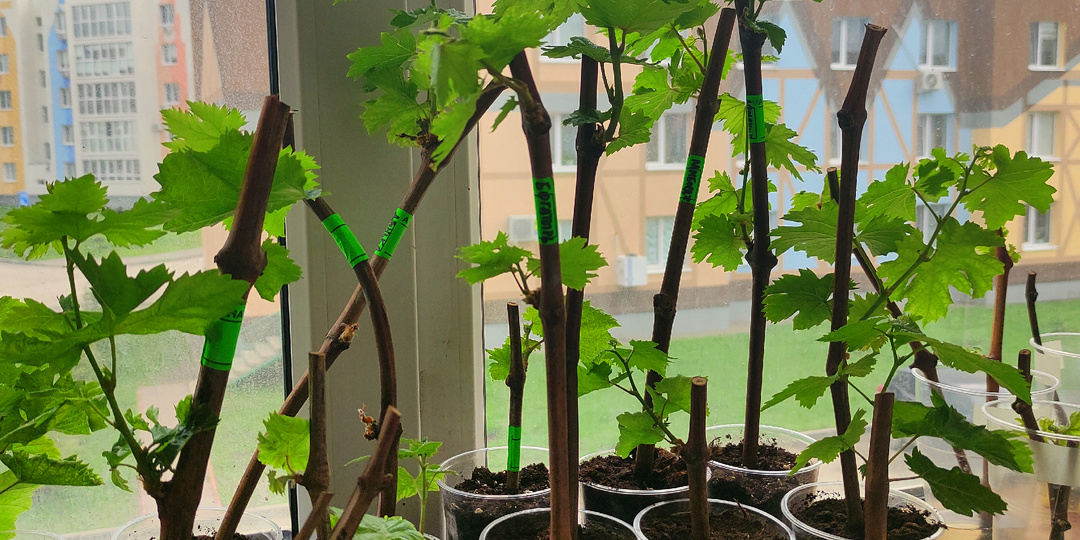 Как помочь вегетирующему саженцу винограда после пересадки в стаканчик с грунтом