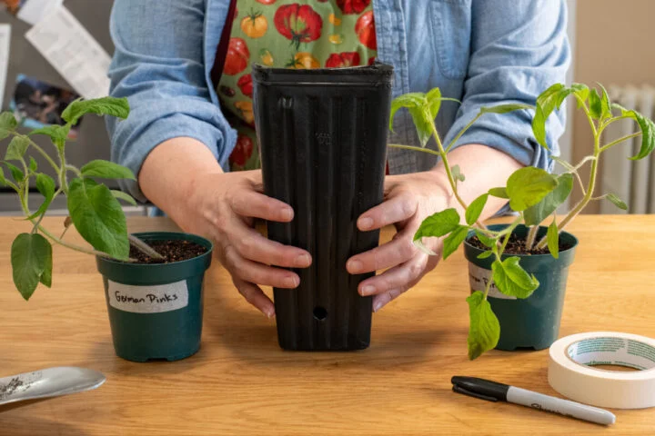 Женщина держит горшок с саженцем рядом с двумя ростками томатов