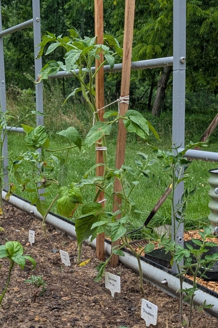 Мои помидоры сорта «Черная клубника» справа никак не хотели расти.