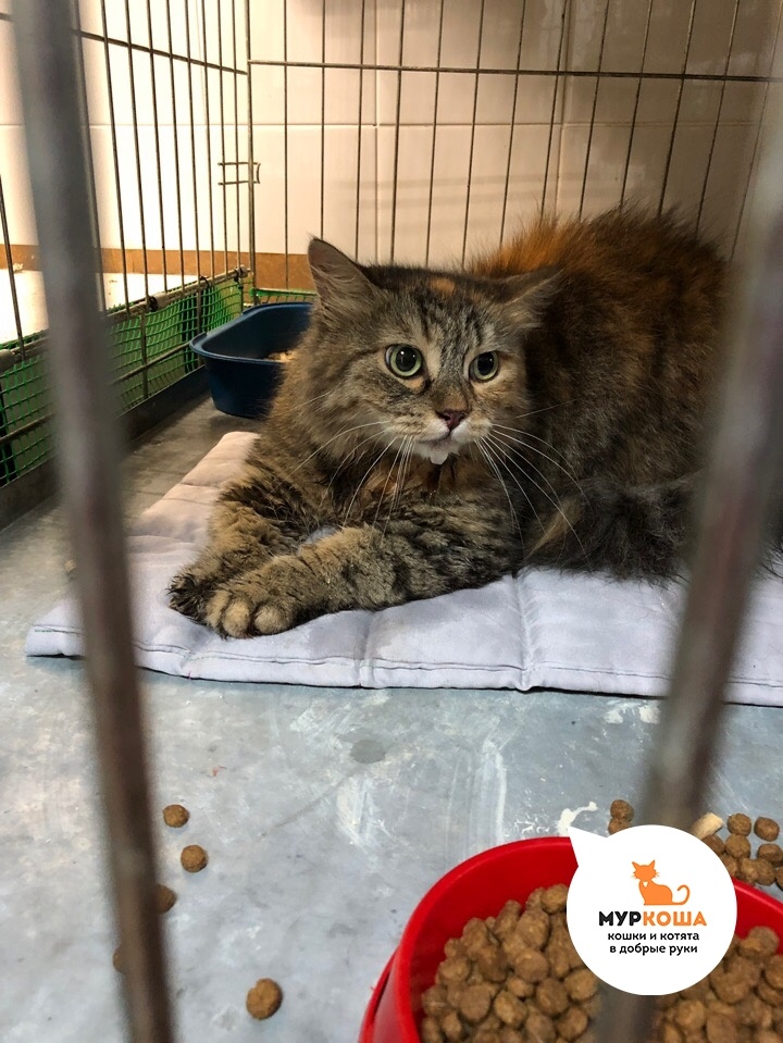 Тиффани в приют принёс неравнодушный человек.