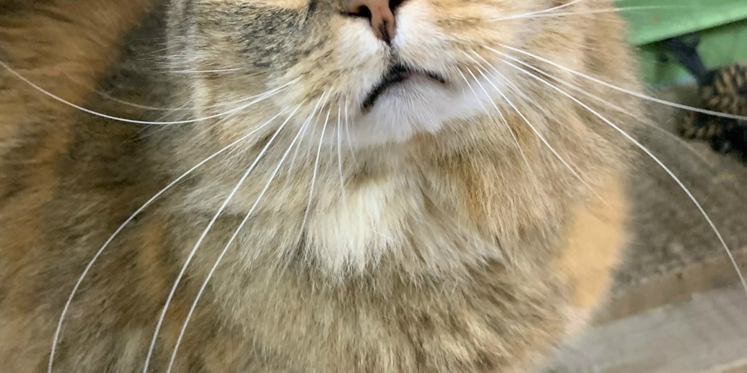 У Тиффани началась новая счастливая глава её жизни