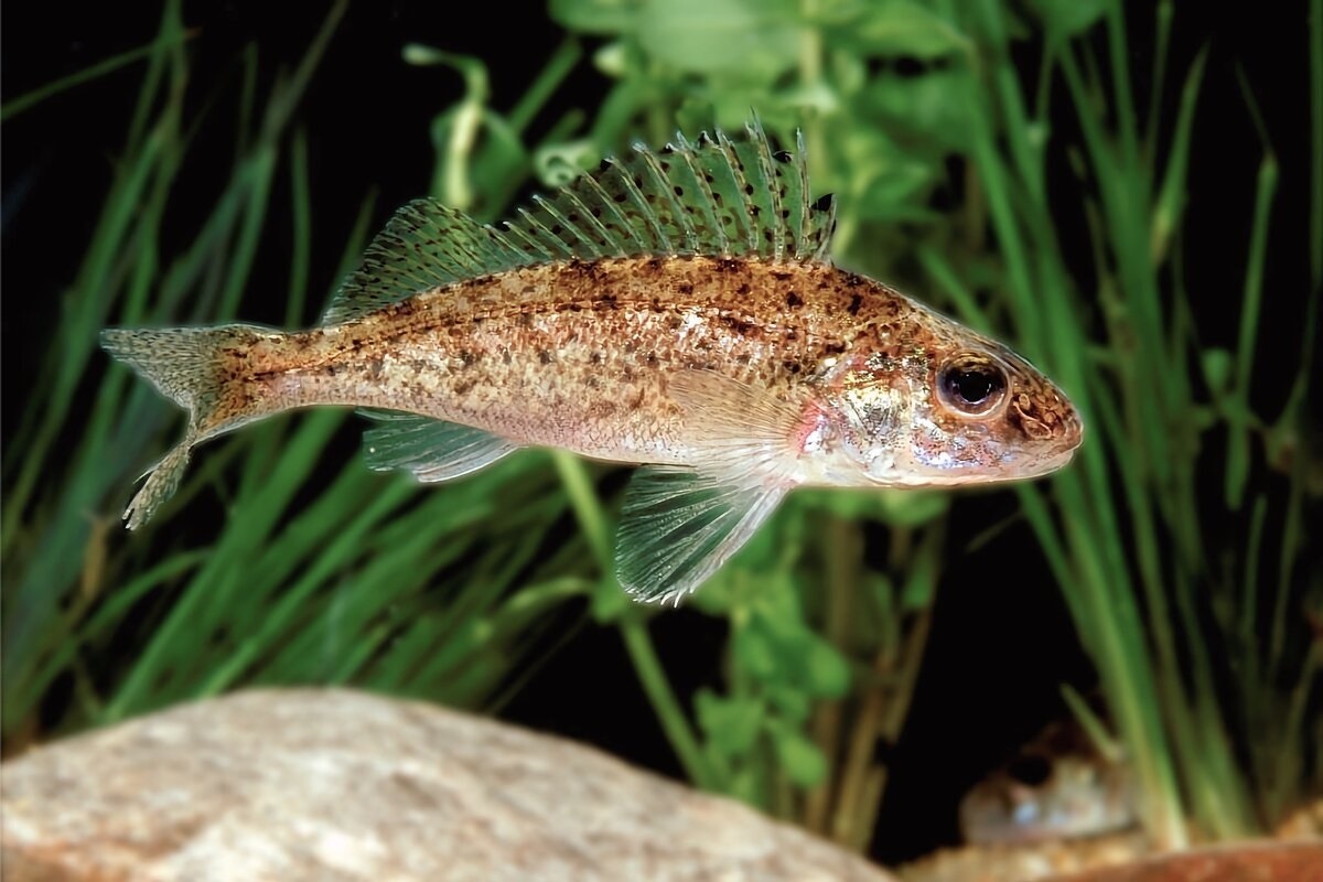 Фото с сайта: https://dzen.ru/a/X7V0B9YM0XeSi5Ky