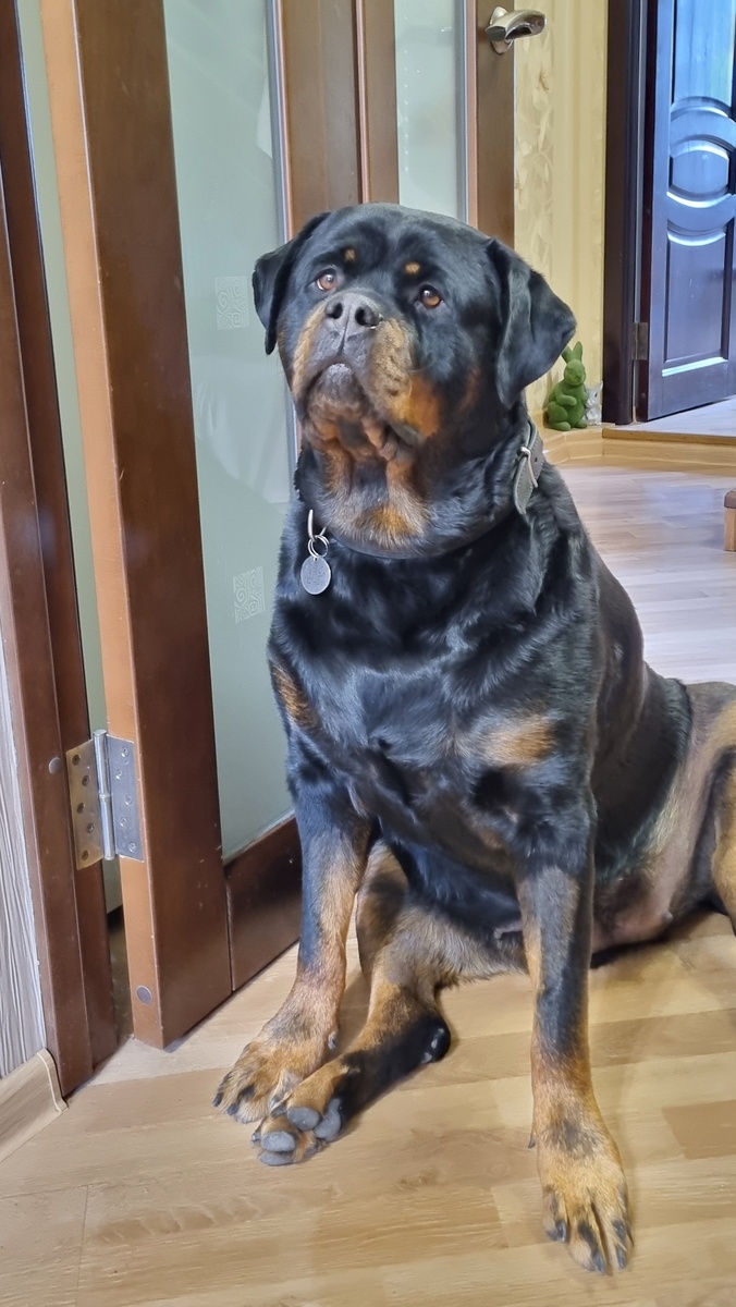 Пошли гулять и кушать, не тормози, Хозяин!